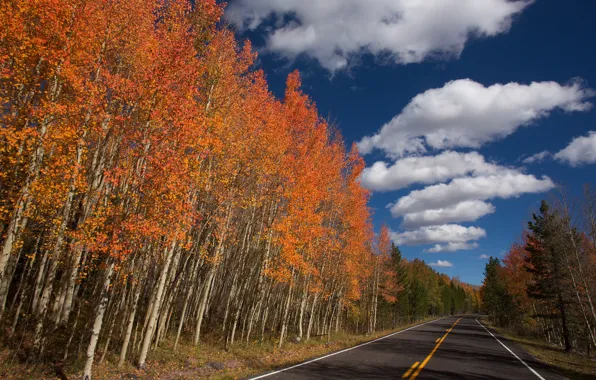 Картинка дорога, осень, небо, облака, деревья