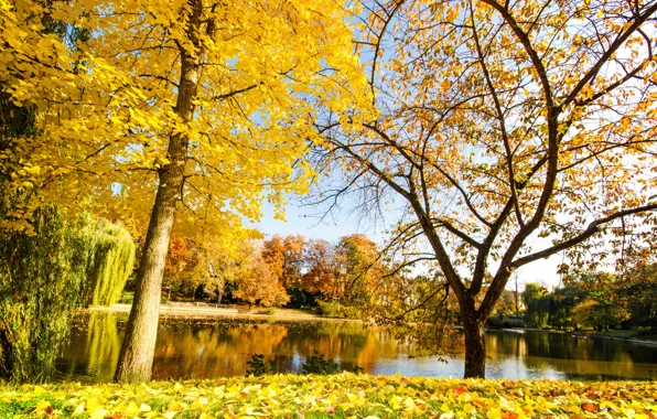 Осень, природа, река, желтые листья, autumn