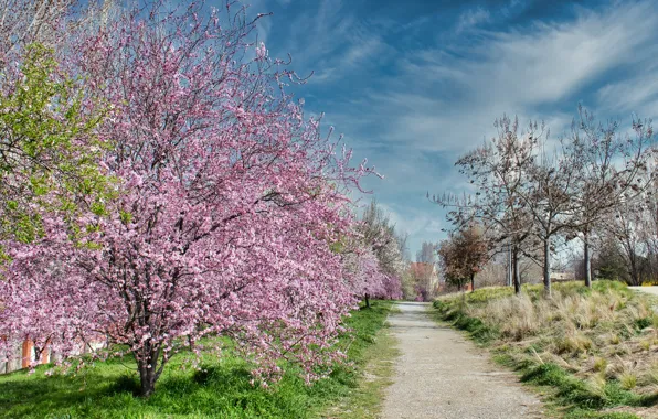 Парк, весна, цветение, pink, blossom, park, flowers, tree