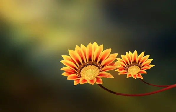 Картинка цветы, пара, yellow, orange, two flowers