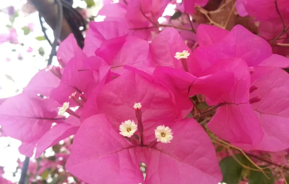 Pink, flowers, iran