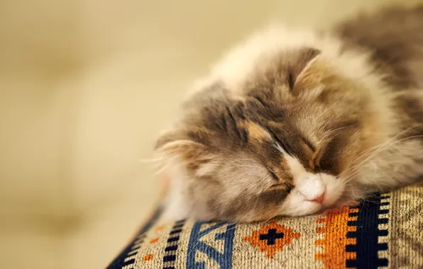 Картинка кошка, фон, сон, мордочка, спит, пушистая