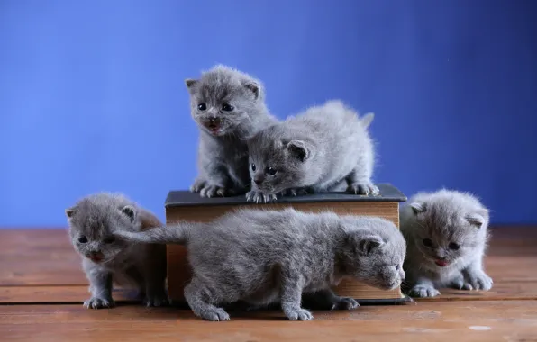 Кошки, котенок, котята, книга, котёнок, малыши, компания, серые