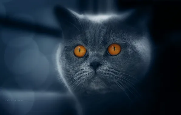 Глаза, кот, порода