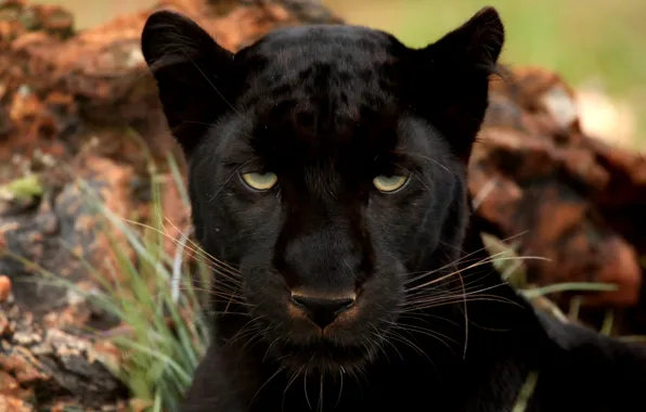 Картинка глаза, пантера, большая кошка, черный леопард