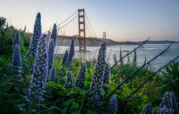 Цветы, мост, канал, Сан-Франциско, Golden Gate Bridge, San Francisco