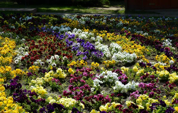 Картинка Весна, Цветочки, Flowers, Spring, Цветение, Flowering