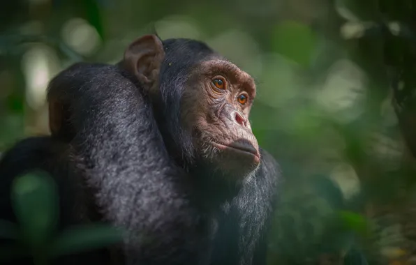 Джунгли, обезьяна, Африка, шимпанзе, южная Уганда, Национальный парк Кибале