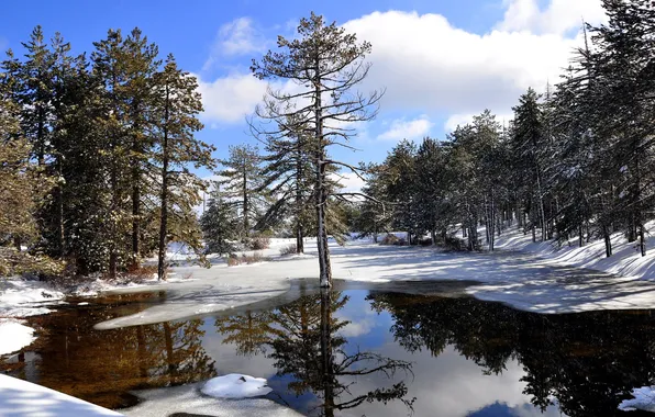 Картинка зима, вода, солнце, снег, деревья, отражение, Кипр, Троодос