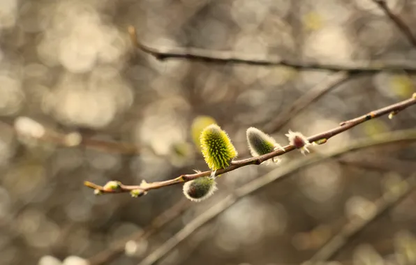 Tree, base, spring, twig