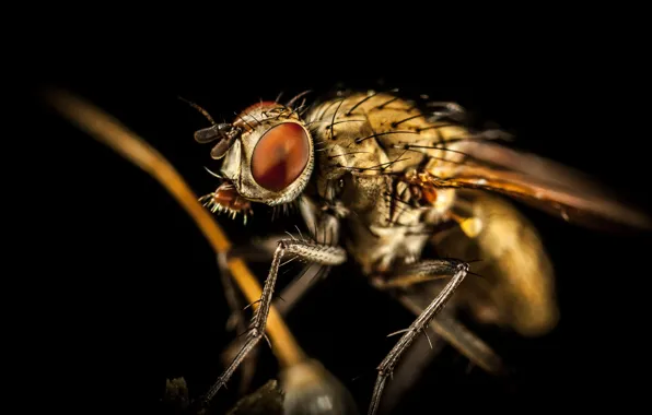 Макро, Муха, Крылья, Little, Насекомое, Macro, Fly, Insect