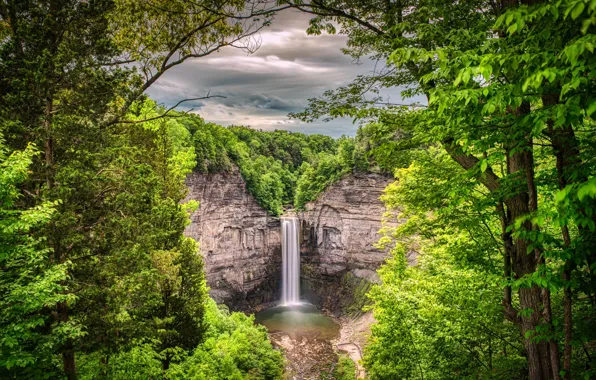 Картинка зелень, лес, облака, деревья, ветки, скалы, листва, высота