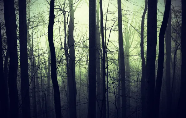 Картинка лес, природа, туман, темнота