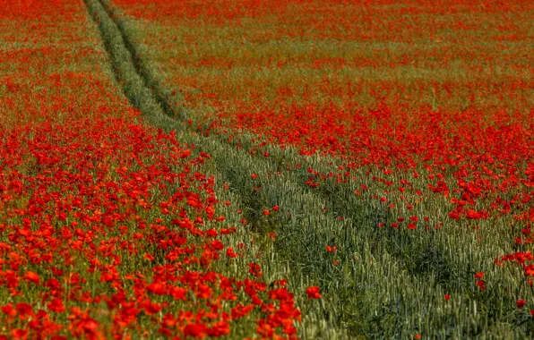 Картинка поле, цветы, Англия, маки, Кент, колея, England, Kent