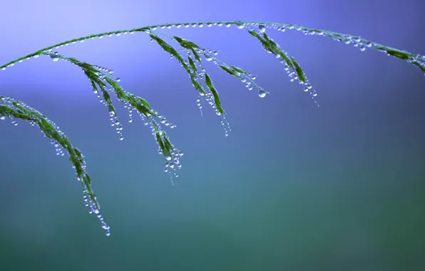 Картинка трава, вода, капли, макро, природа