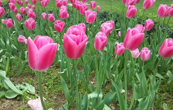 Картинка flowers, beauty, tulips, vesna