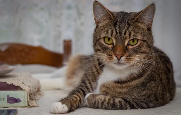 Кошка, кот, взгляд, морда, серый, фон, книги, кровать