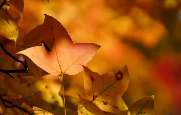 Осень, листья, лист, дерево, желтые