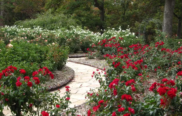 Цветы, парк, сад, nature, Park, flowers, garden, path