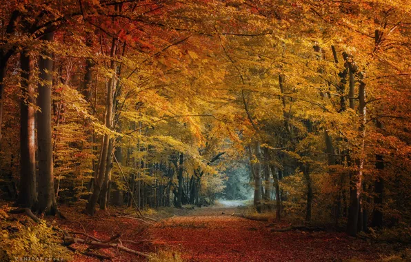 Осень, лес, листья, деревья, Природа, Zan Foar