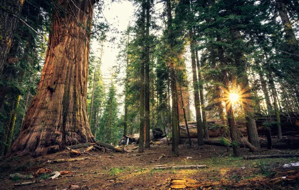 Лес, солнце, лучи, деревья, Калифорния, США, Sequoia National Park