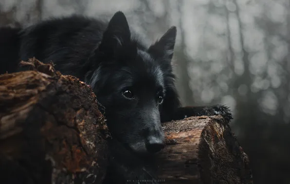 Взгляд, собака, черная, лежит, брёвна, Анастасия Темнова