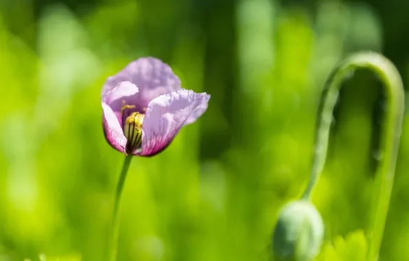 Цветы, лепестки, розовые