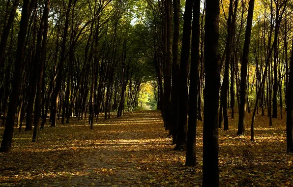 Картинка осень, деревья, парк, аллея, тропинка, солнечный свет, опавшие листья, лесок