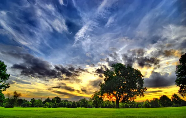 Картинка поле, небо, яркие краски, закат, дерево, крона