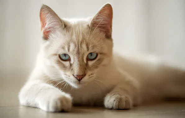 Картинка кошка, взгляд, лапки, мордочка, голубые глаза, котейка