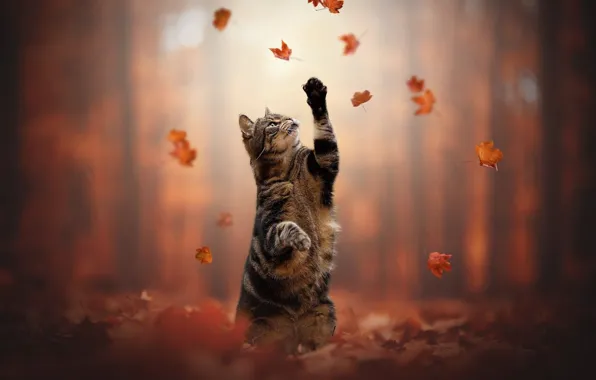Картинка осень, кошка, кот, листья, лапки, стойка, котейка