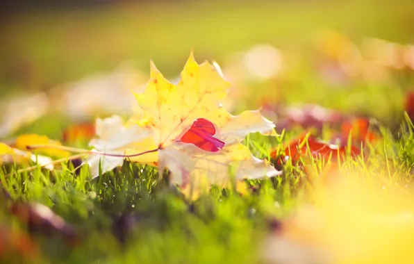 Картинка осень, трава, макро, свет, природа, желтые, Листья, сердечко