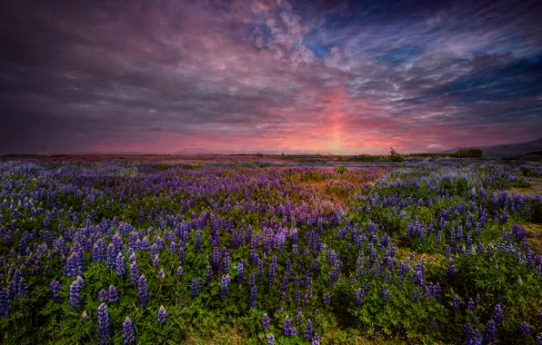 Картинка поле, небо, закат, цветы, вечер, люпины, Южная Исландия