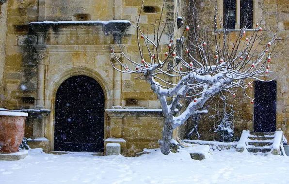Картинка дерево, Франция, Рождество, двор, Воклюз, замок Лурмарен