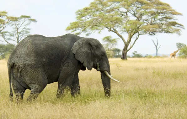 Картинка слон, Африка, сафари