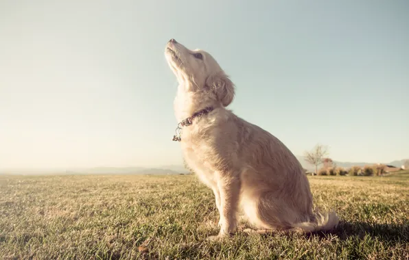 Поле, деревья, собака, ошейник, trees, field, dog, ферма