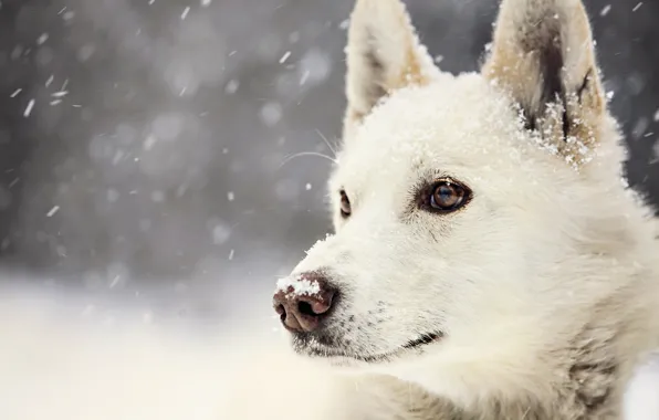 Зима, взгляд, снег, собака, Dog, winter, view, snow