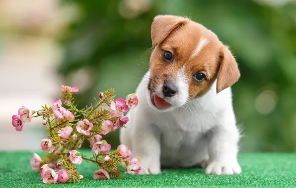Картинка цветы, щенок, джек-рассел-терьер