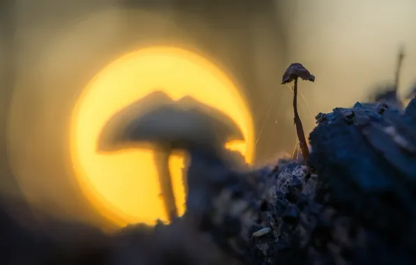 Свет, природа, гриб