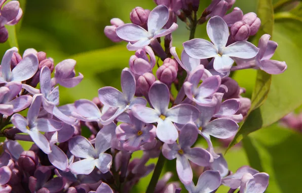 Flower, lilac, blooming