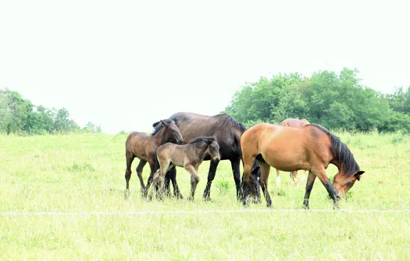 Картинка животное, лошади, animal, horse, handsome, красавцы