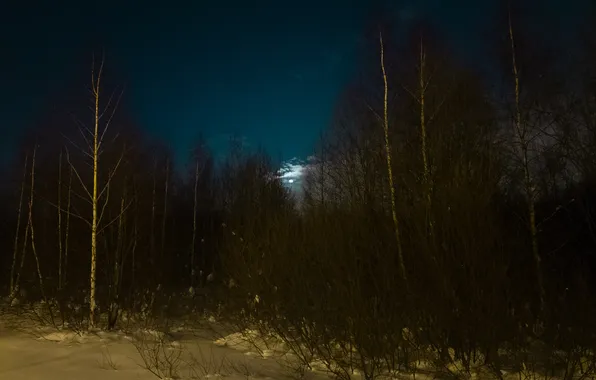 Картинка зима, лес, небо, облака, снег, деревья, природа, луна
