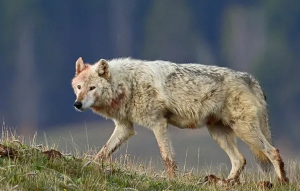 Картинка nature, predator, animal, wolf, wildlife, portrait, portrait., Canis lupus. face