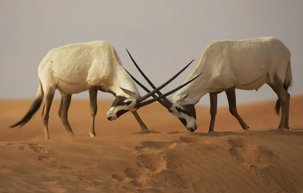 Картинка пустыня, противостояние, бой, битва, схватка, пески, Аравийские ориксы (Oryx leucoryx)