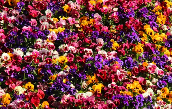 Colorfull, blooming, pansies