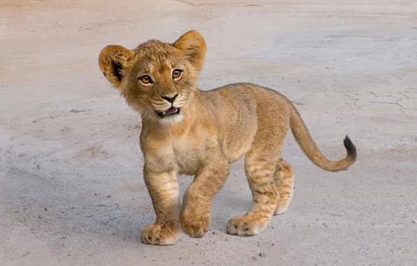 Art, Симба, Король лев, Simba