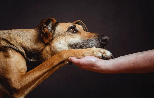 Картинка взгляд, друг, лапа, рука, собака, преданнось