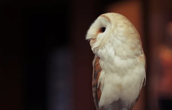 Картинка сова, перья, белая