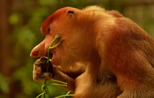 Картинка природа, фон, A male proboscis monkey