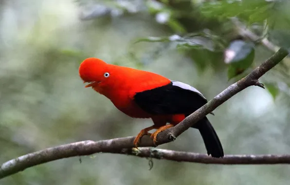 Forest, bird, branch, wildlife, singing, cock-of-the-rock